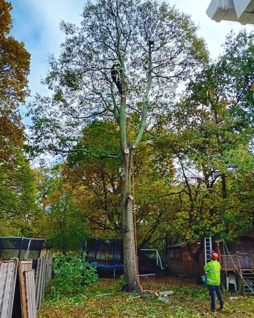 EM Tree Surgery Bishops Cleeve Local Arborist